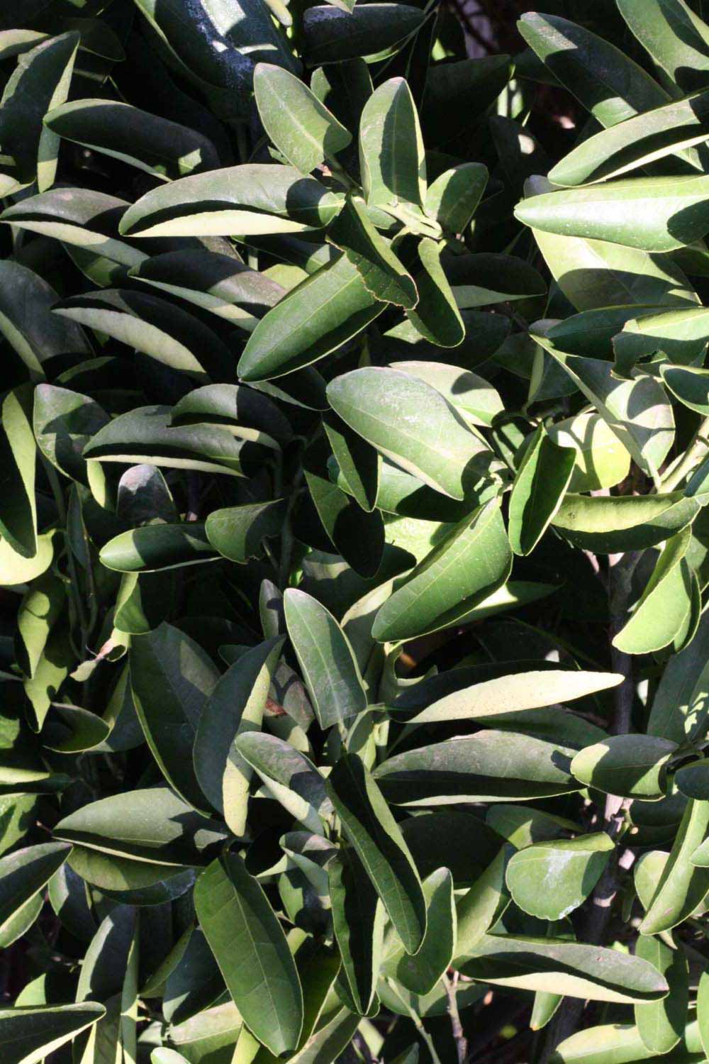              Sun leaves (Riverside, CA)       